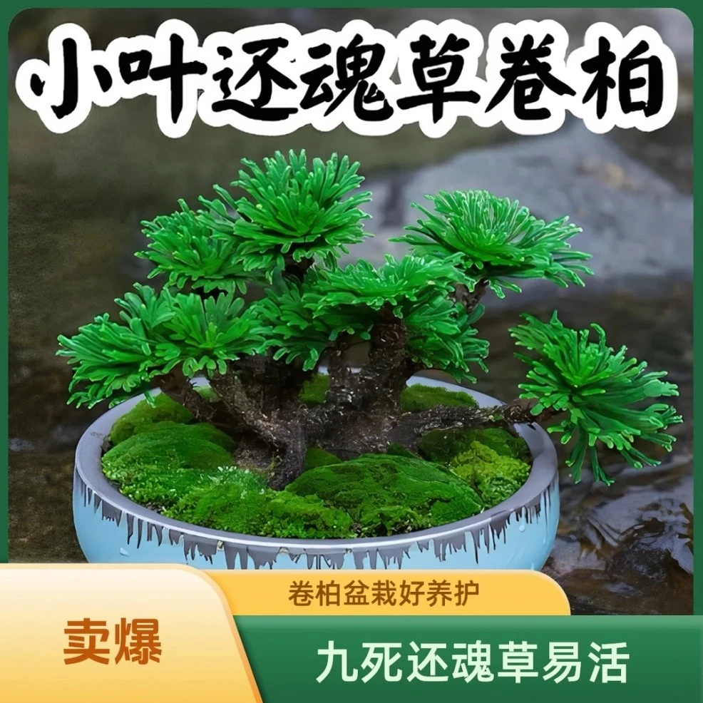 观赏九死还魂草见水还阳复活不死草微型盆景盆栽用于假山观景