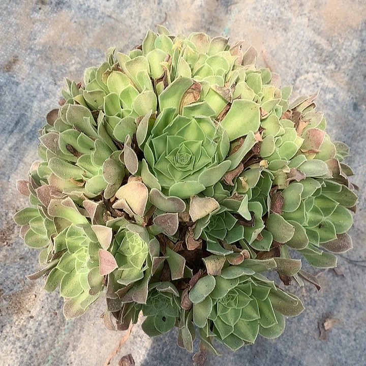 185韶华多肉植物