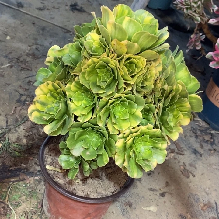 五彩琉璃48多肉植物法师法师