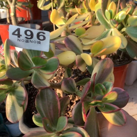 我496老花脱土发货