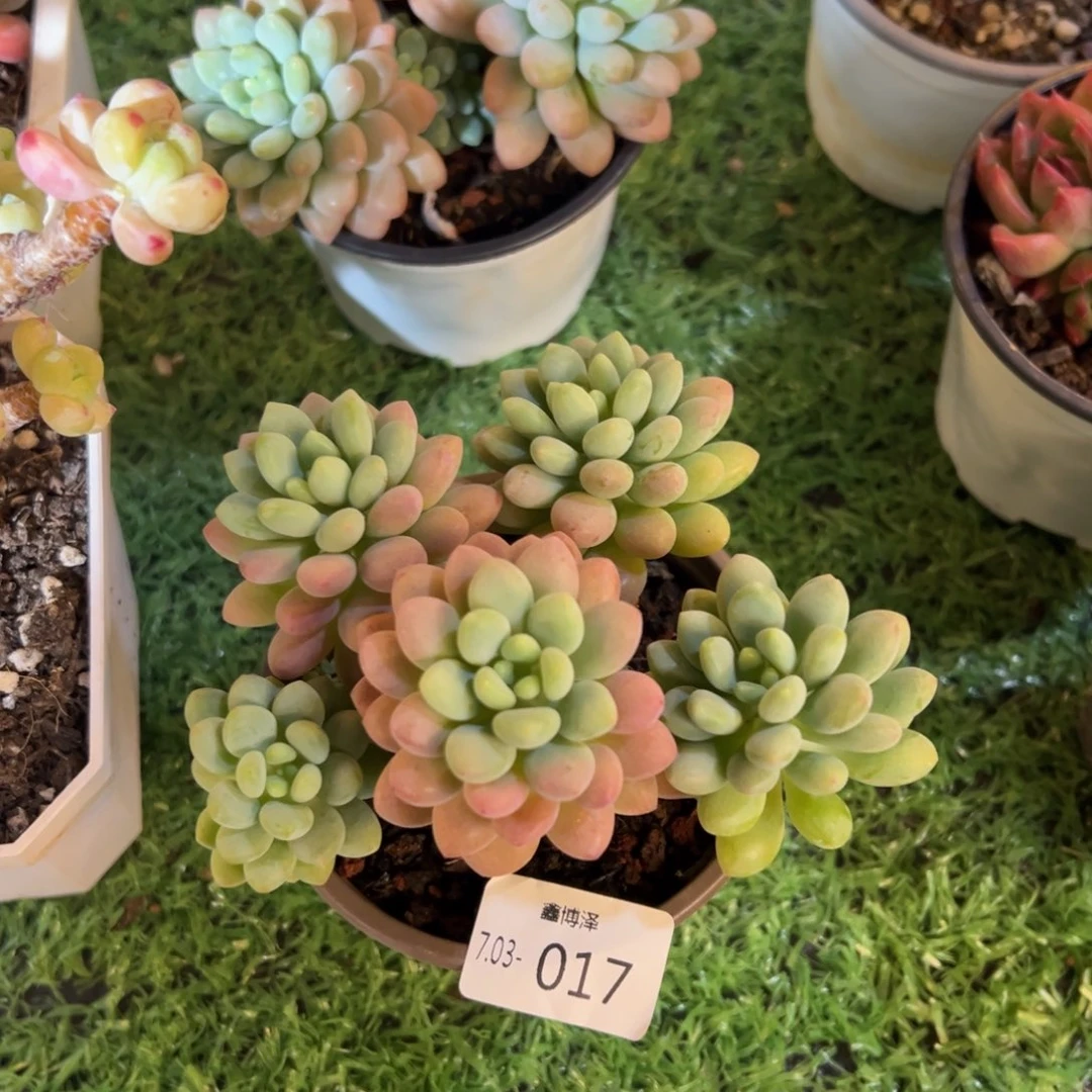 小*?定向7.03-017 泡泡酱