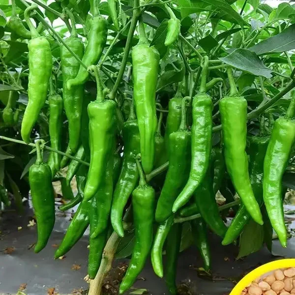 樟树港辣椒种子春播高产早熟辣椒种子香辣四季辣椒籽蔬菜种子