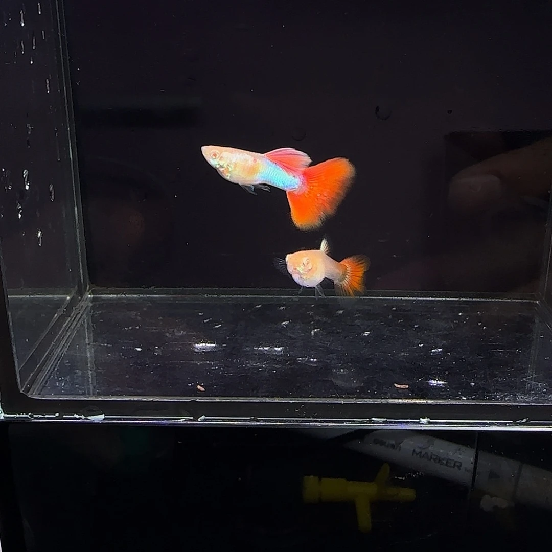 孔雀鱼金头蓝腰红尾一对