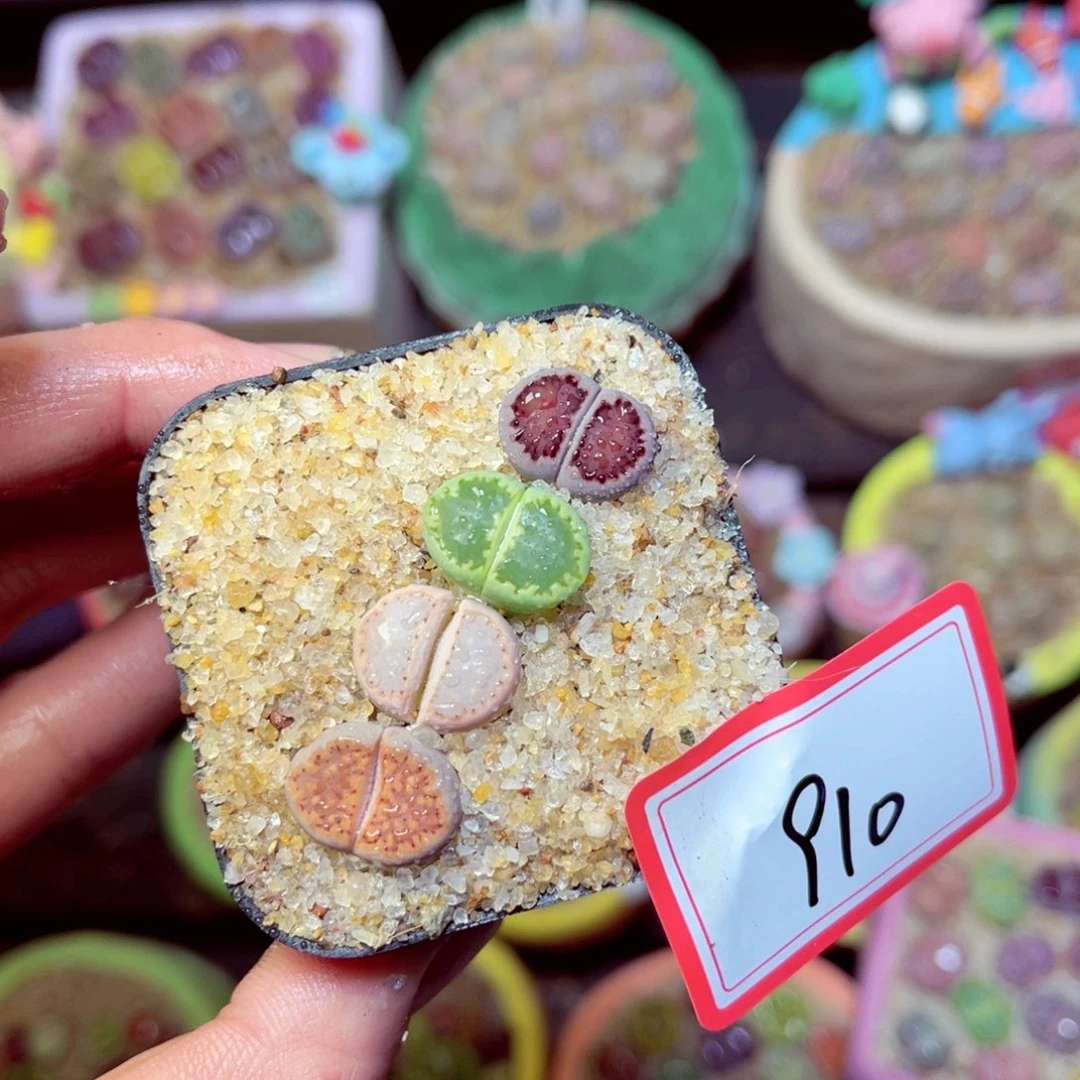 910生石花带盆发1