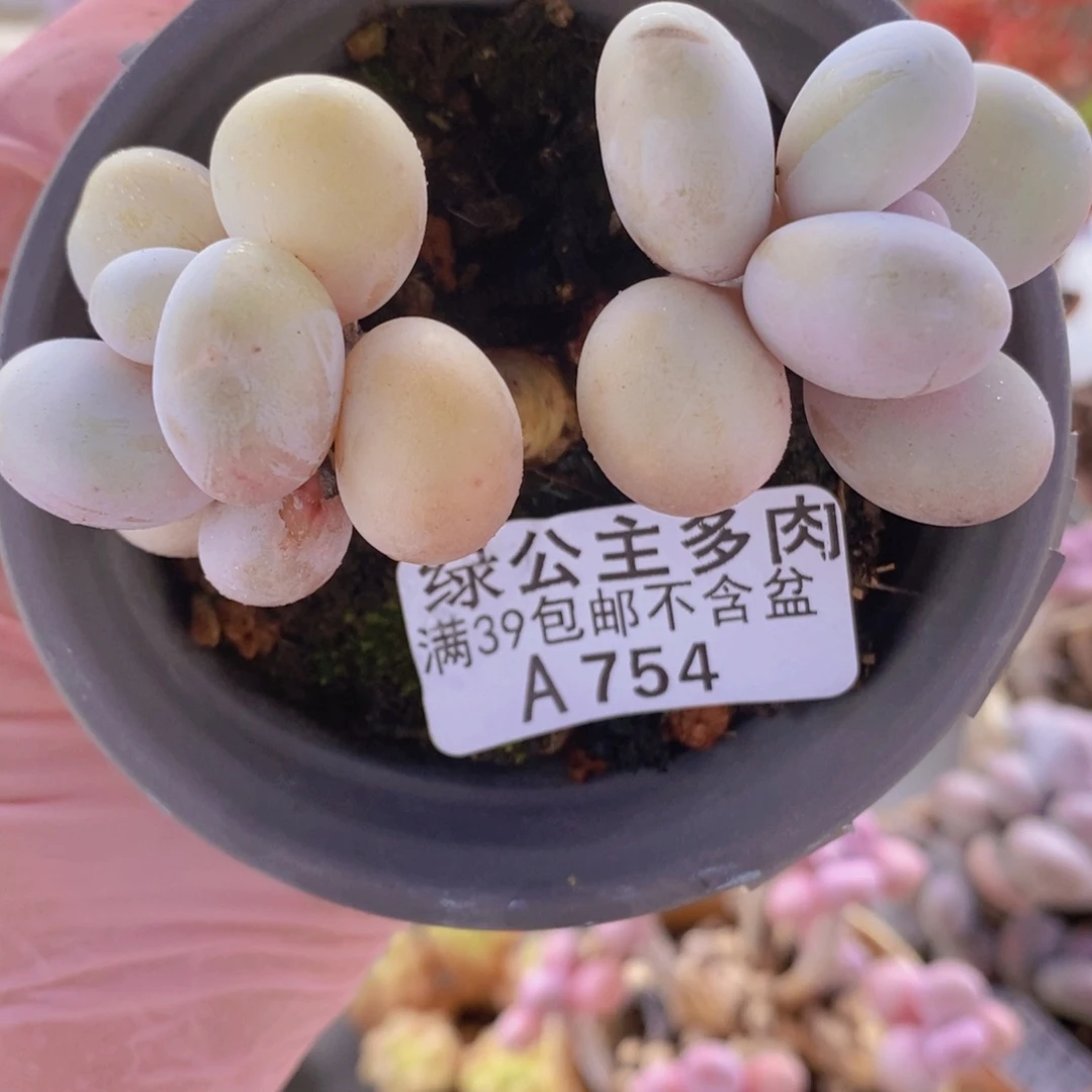 原始奶6cm754多肉植物