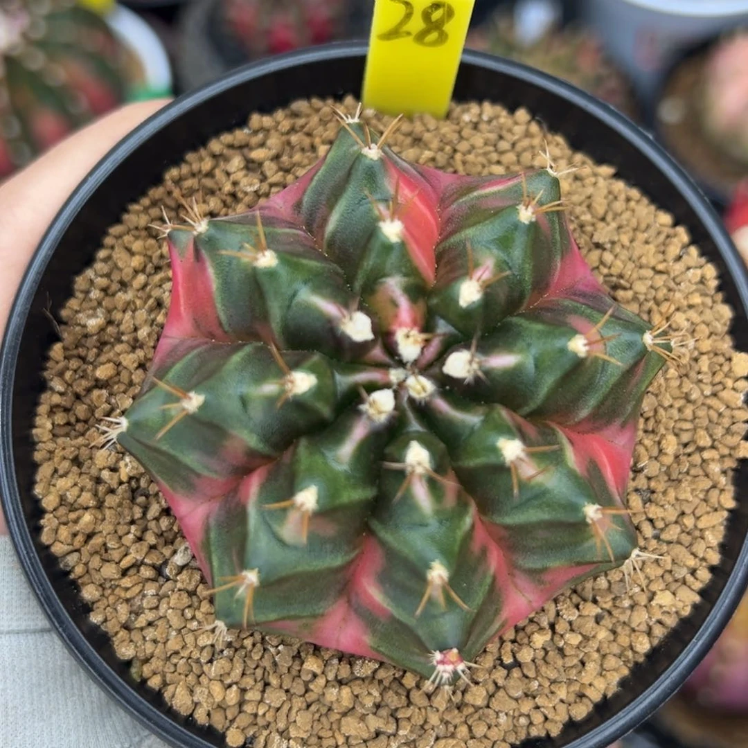 泰系侧芽豪臀米哈锦28