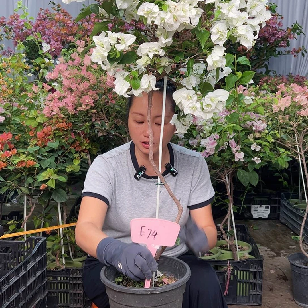 鹰***当前无花栽培后可以开花E74白雪