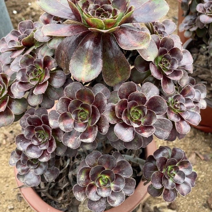 无花朵083多肉晚霞