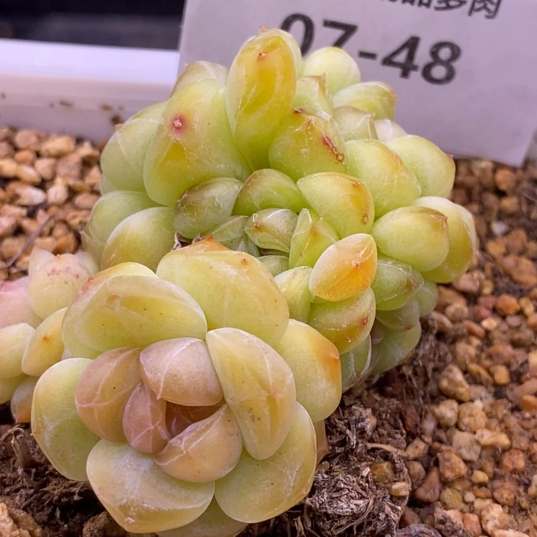 【闪购商品】07-48