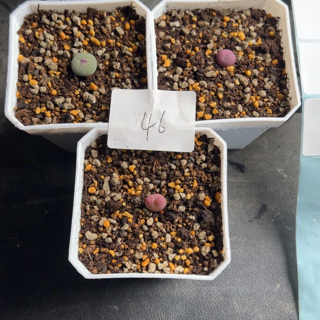 N***e12.21三个多肉植物46