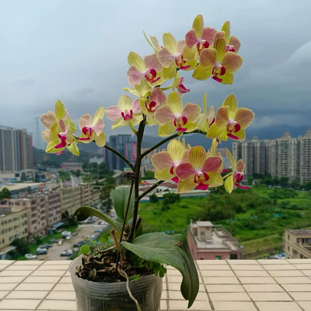 不分品种带花剑蝴蝶兰瑕疵苗直播间专属链接