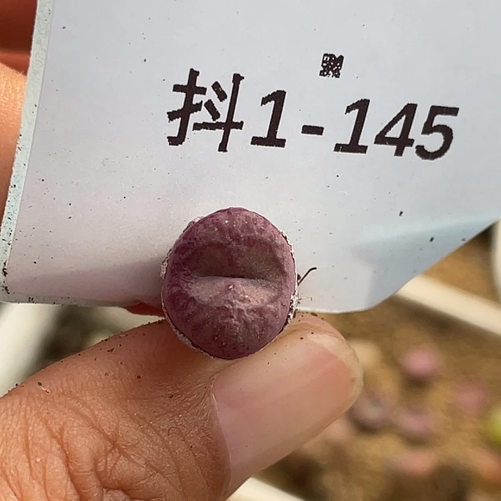 1-145毛杂多肉植物