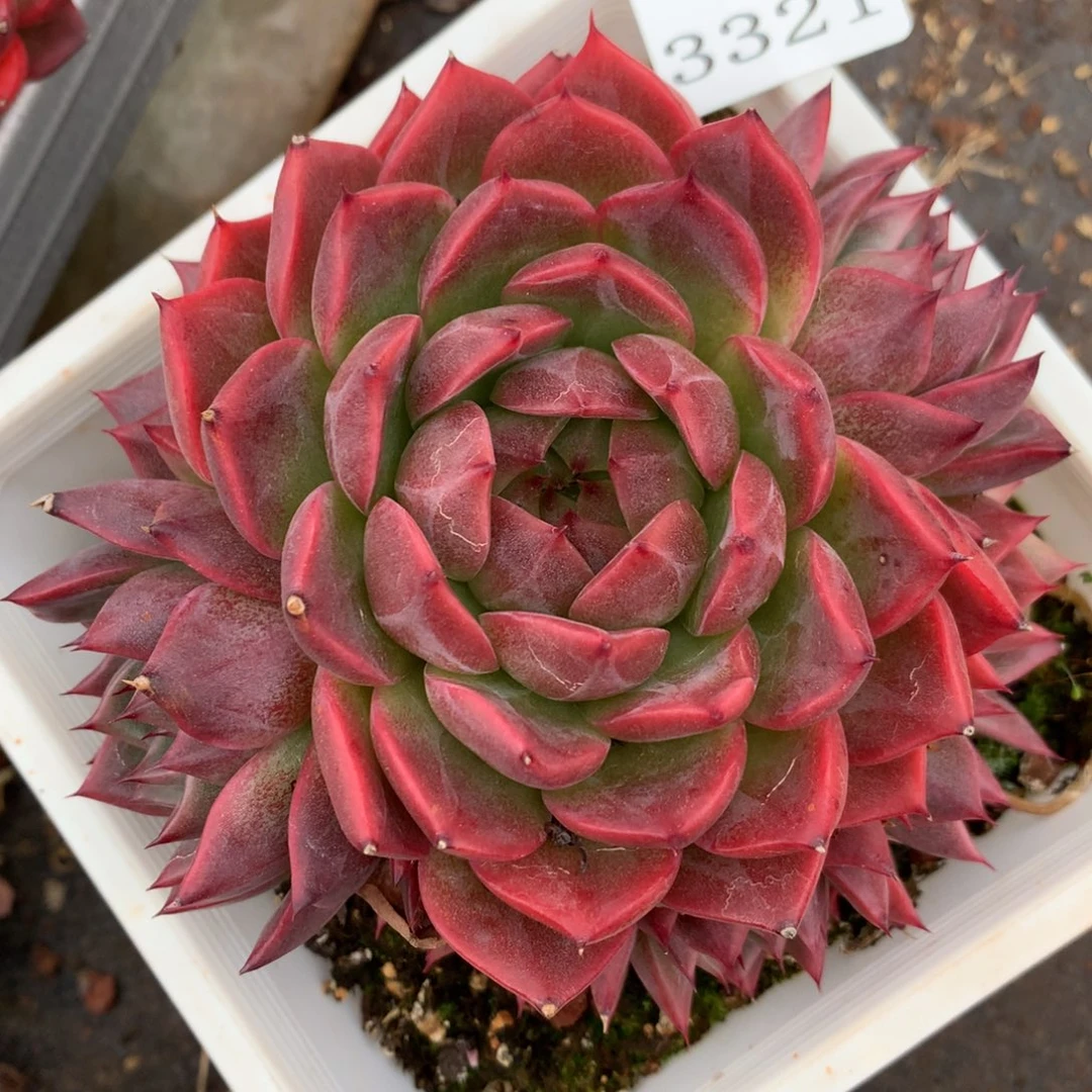 3321杂交多肉植物