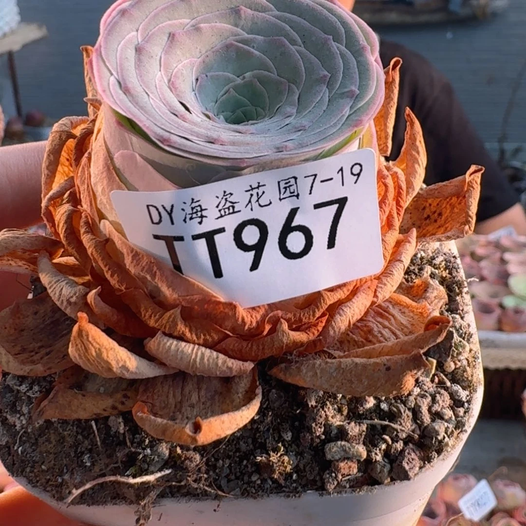 村***✿TT967 福袋链接福袋链接