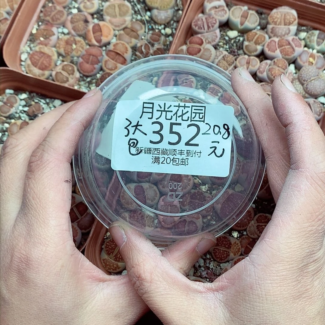 土土土土土土土土土土352
