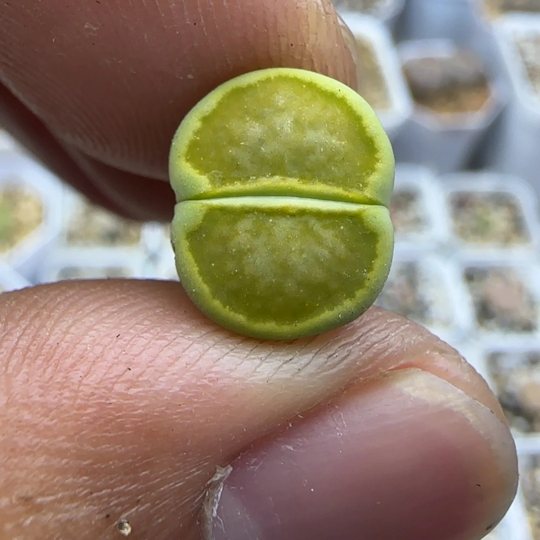 789 生石花大棚直播