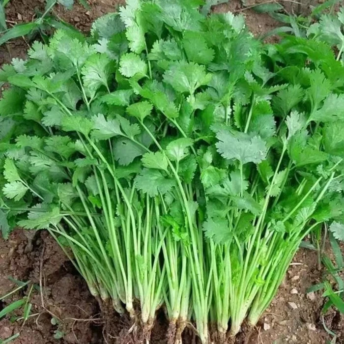 【油叶速生香菜种子】四季香菜种子阳台室内花卉盆栽庭院