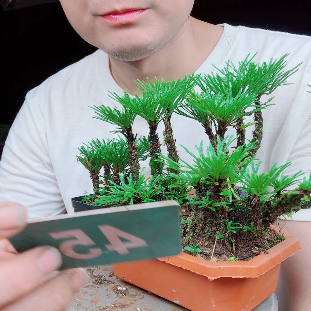 无花朵卷柏科一物一拍45