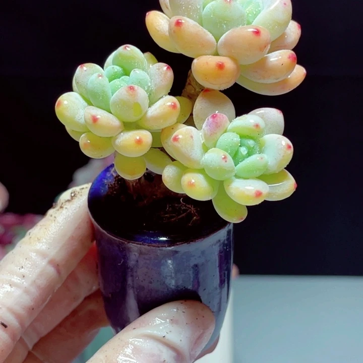 罗琦样品1颗带盆号1