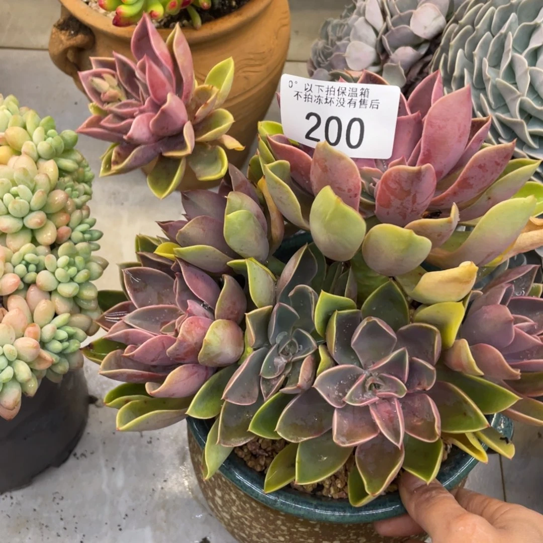 黑大帅多肉200琼斯