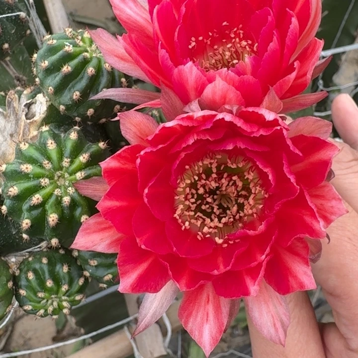 233丽花美花2歪3公分左右无根侧牙，20包邮