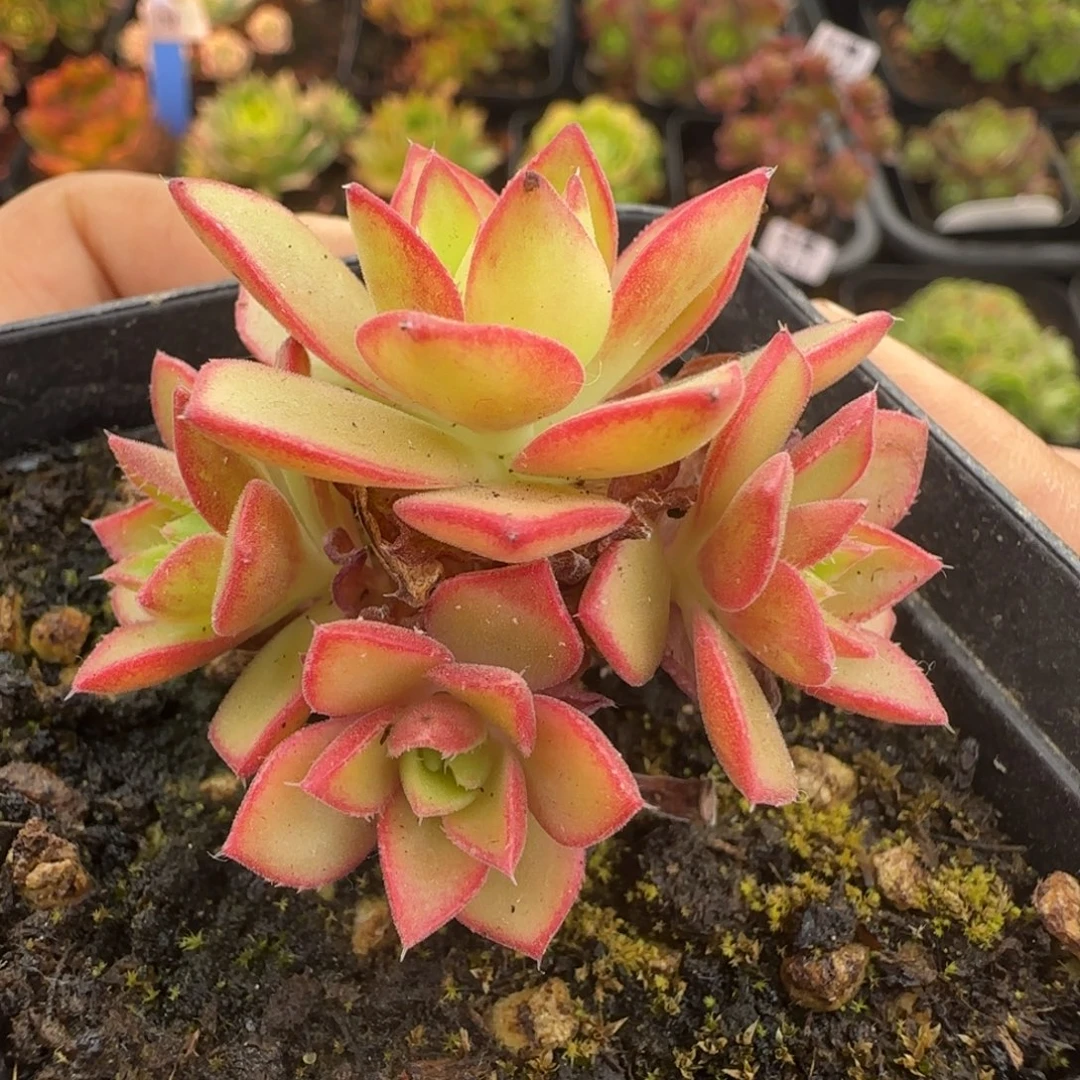 L680半城玫瑰戈梅拉之彤帕不含盆土