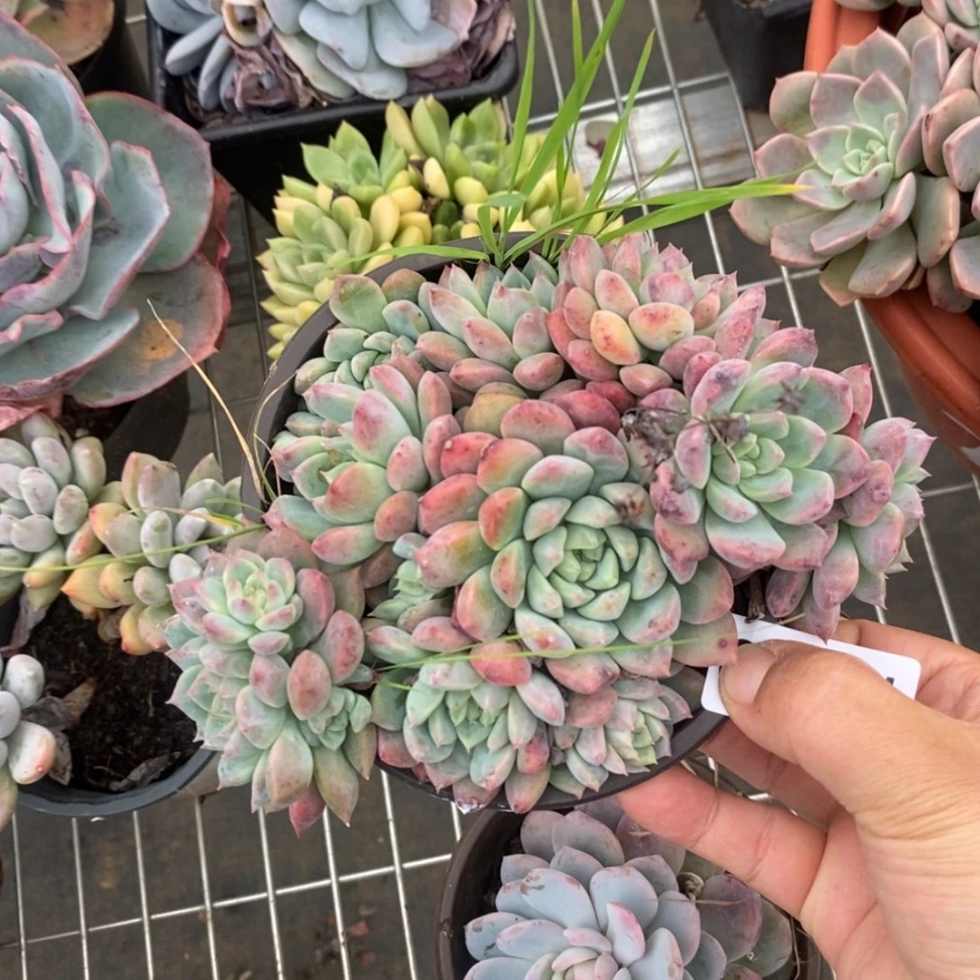 2884霜花一物一拍