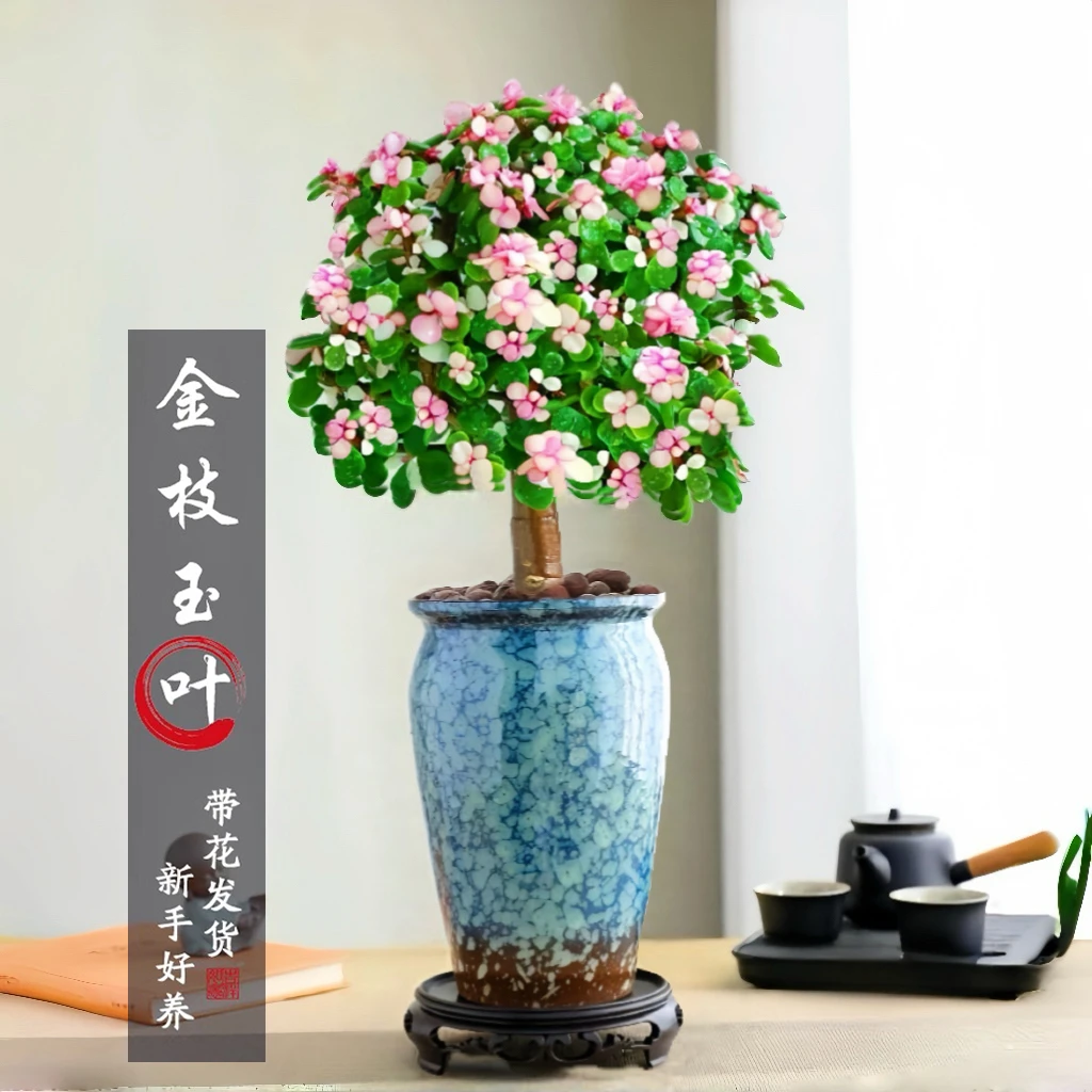 老桩金枝玉叶盆栽多肉肉植物好养水培绿植物花卉法师客厅易活小苗