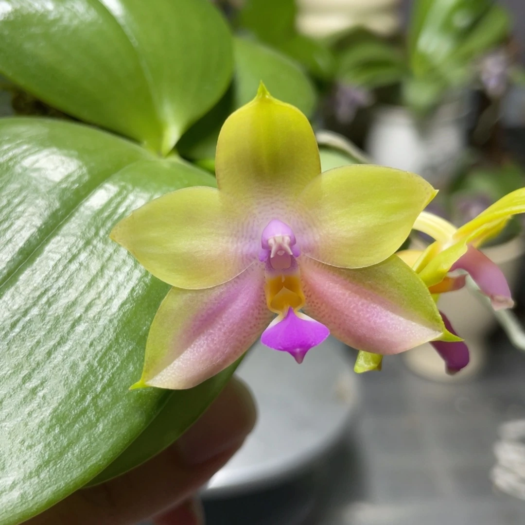 完全开放墨彩玉交郑敏麝香，2.5杯开花株