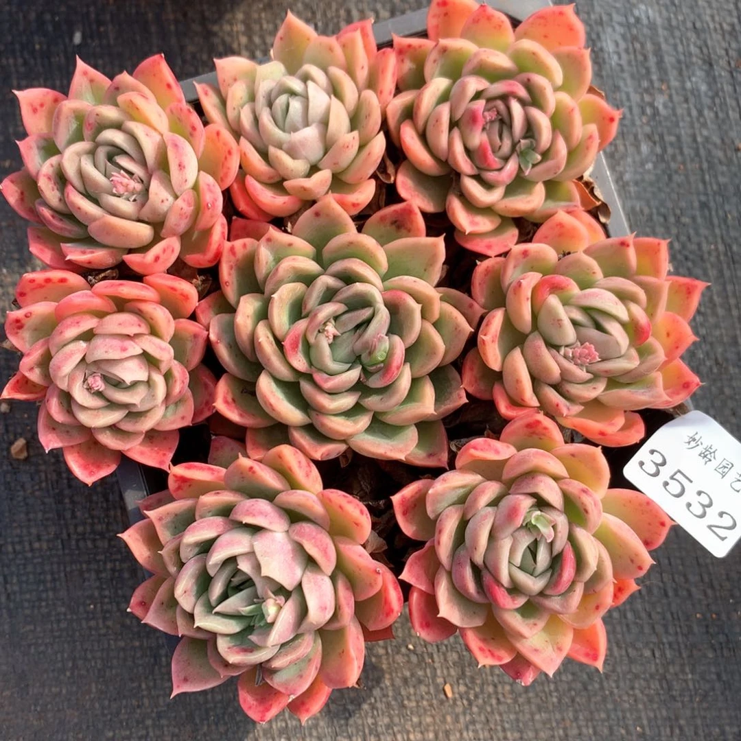 3532杂交多肉植物