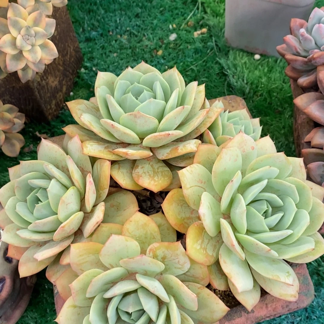 恋曲多肉植物盆栽