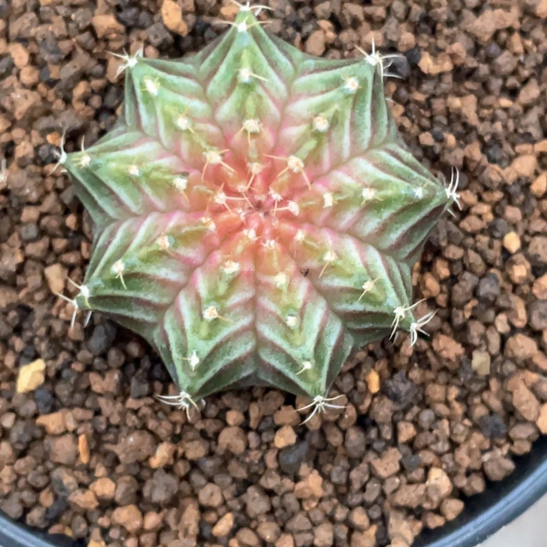 当前无花朵，栽培后可花朵肋骨轮回