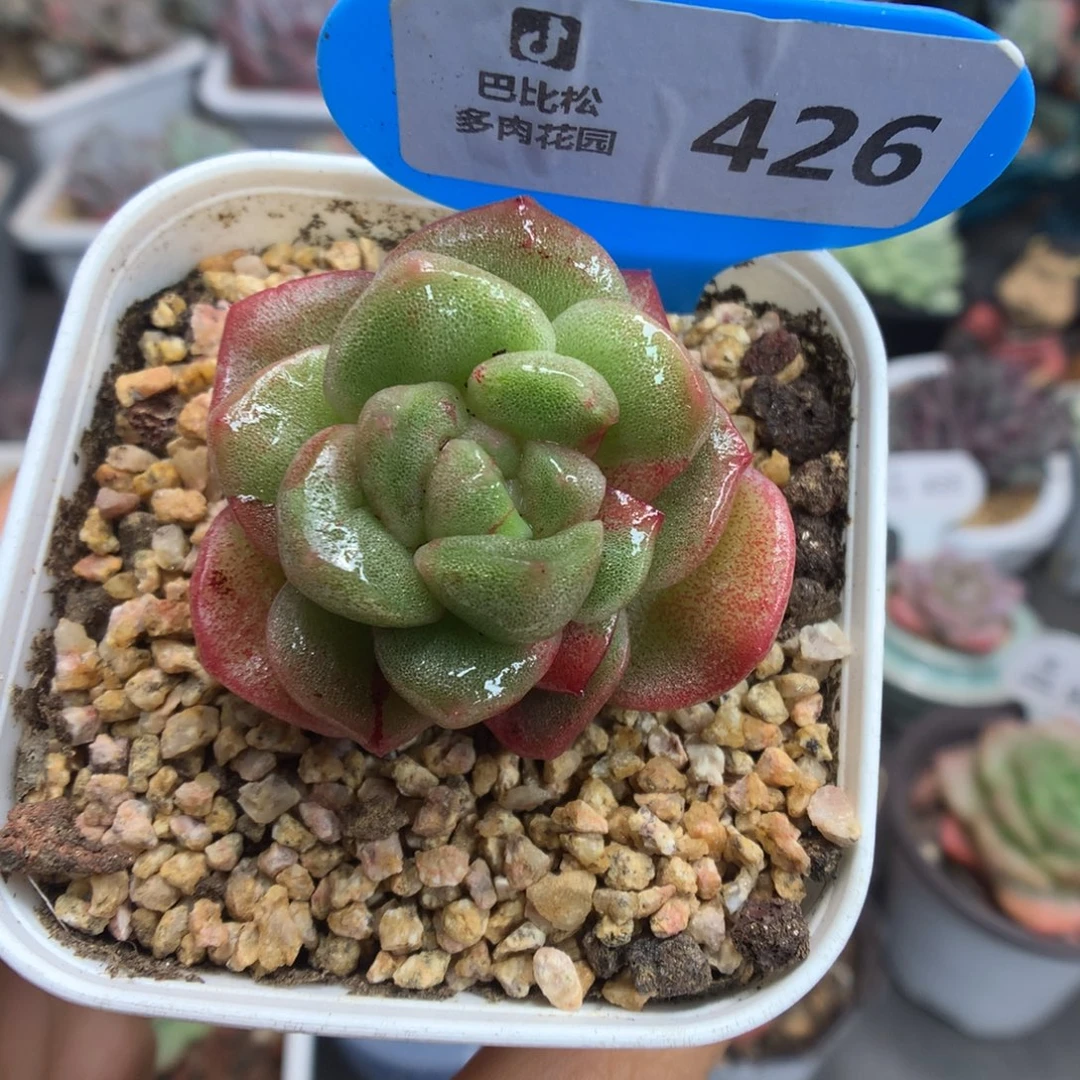 426冰玉石化多肉植物