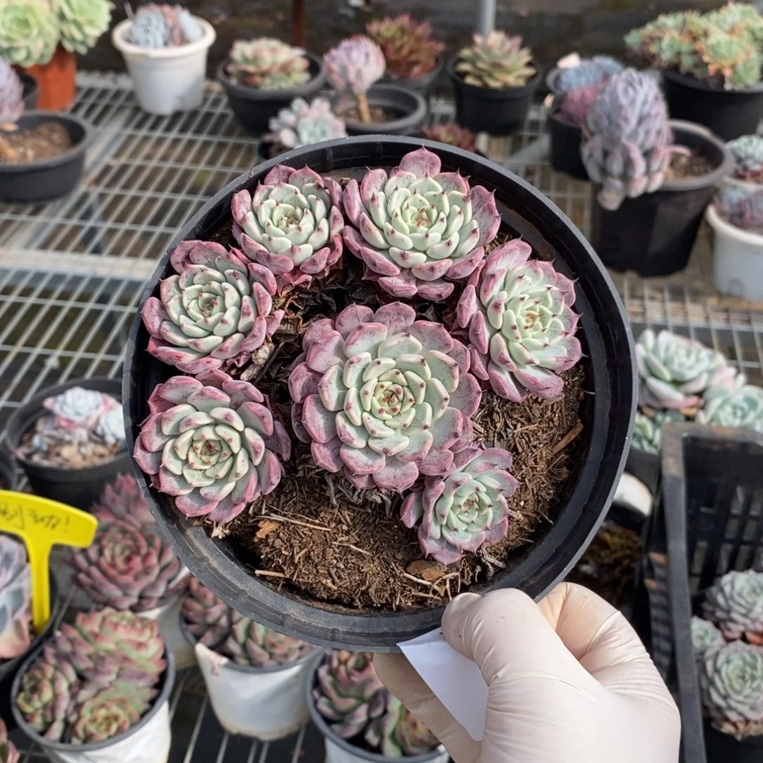 002沙罗姬牡丹一物一拍