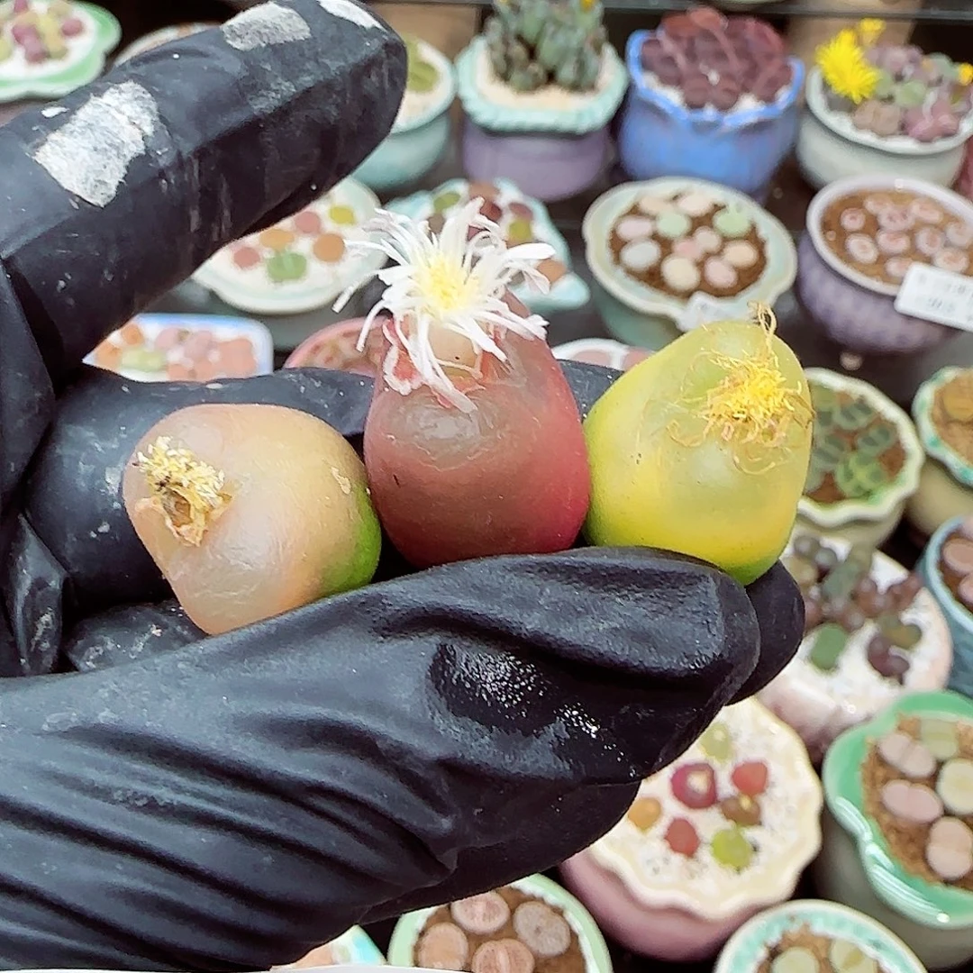 生石花满18包邮1203-143