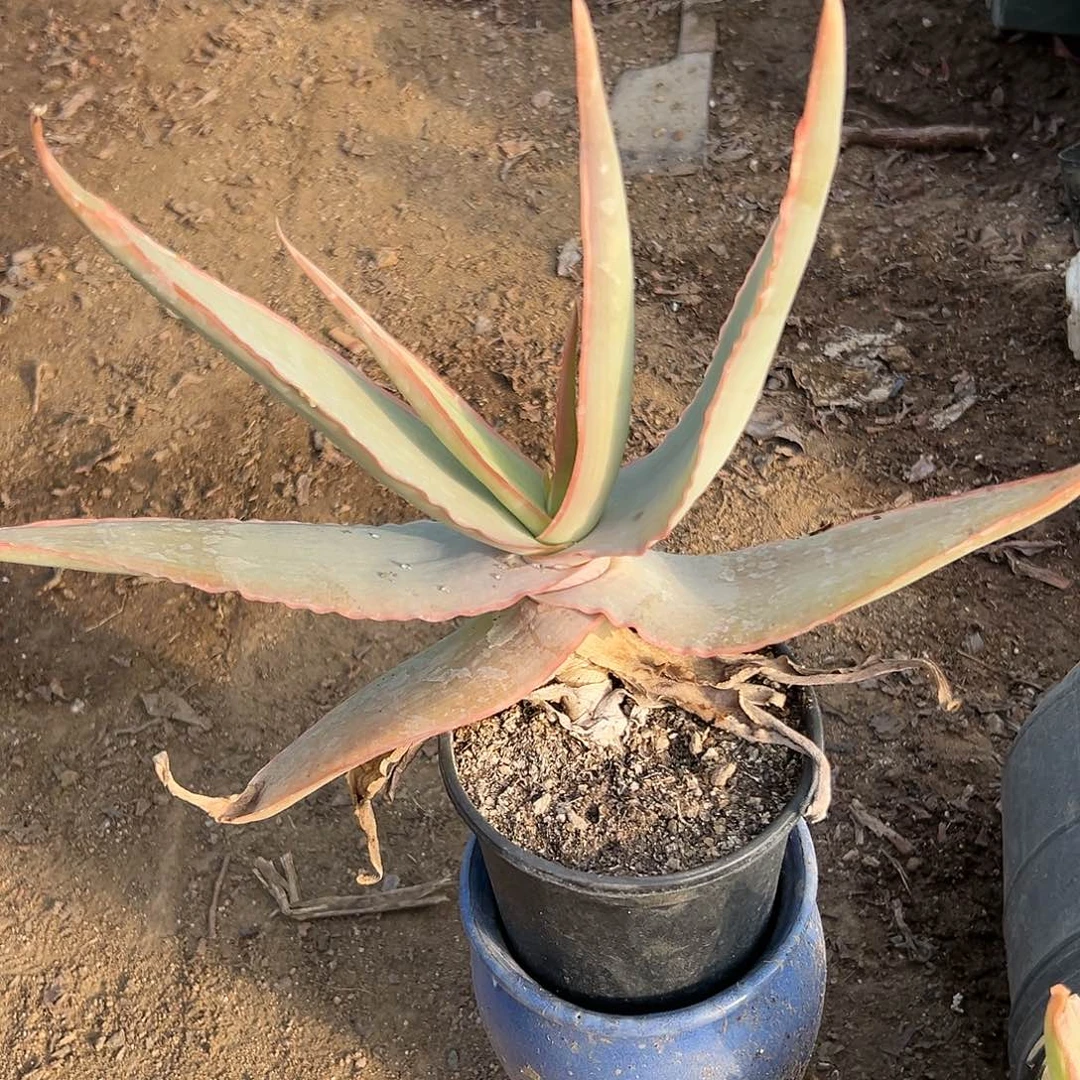多肉植物银芳锦芦荟