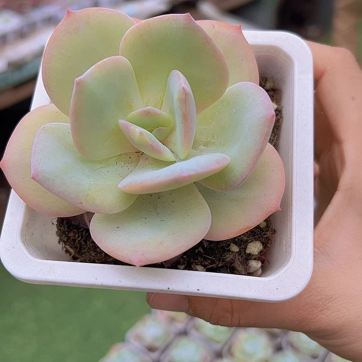大白凤19包邮多肉植物