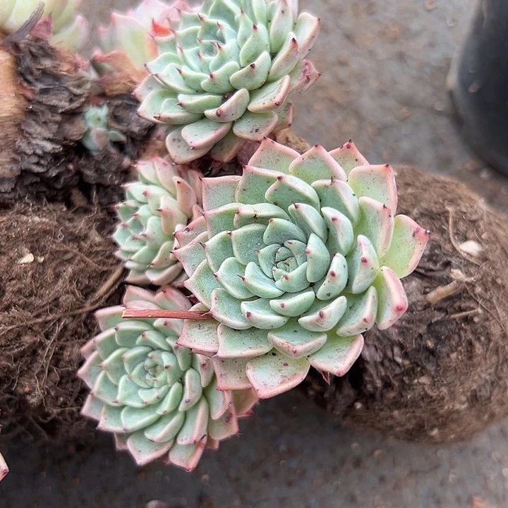 无花朵黄金杀菌剂牡丹。