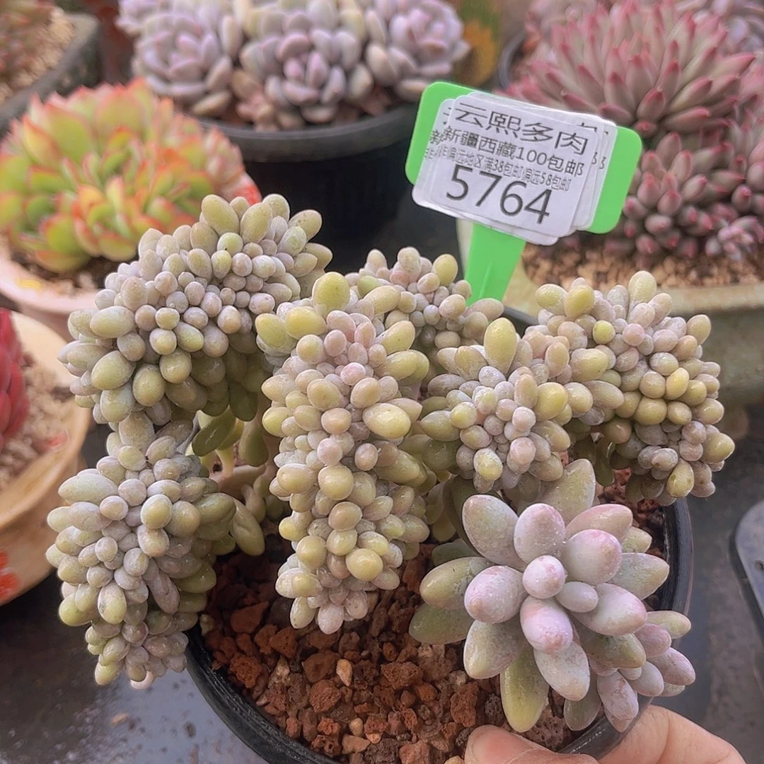 5764汤圆缀多肉植物