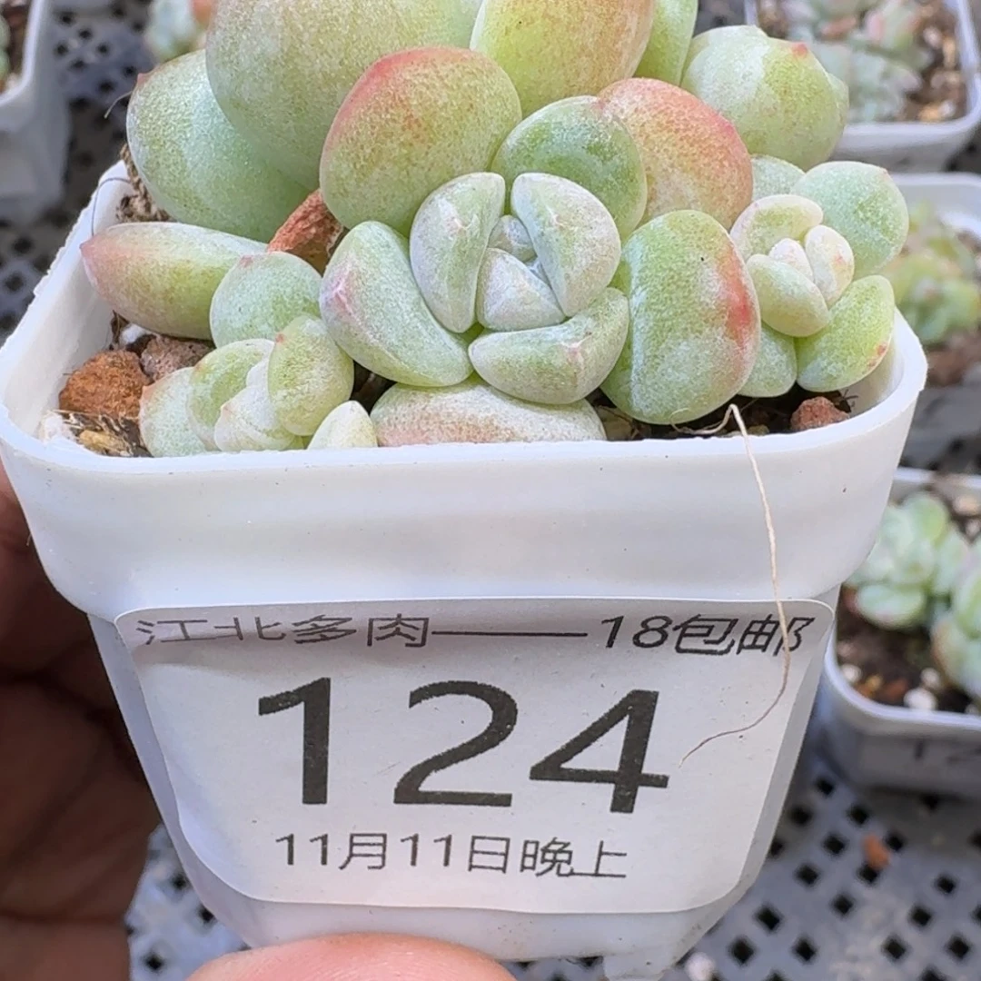 124 号到手1颗江北多肉