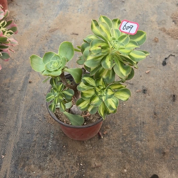 暴君有砍朵朵609多肉植物