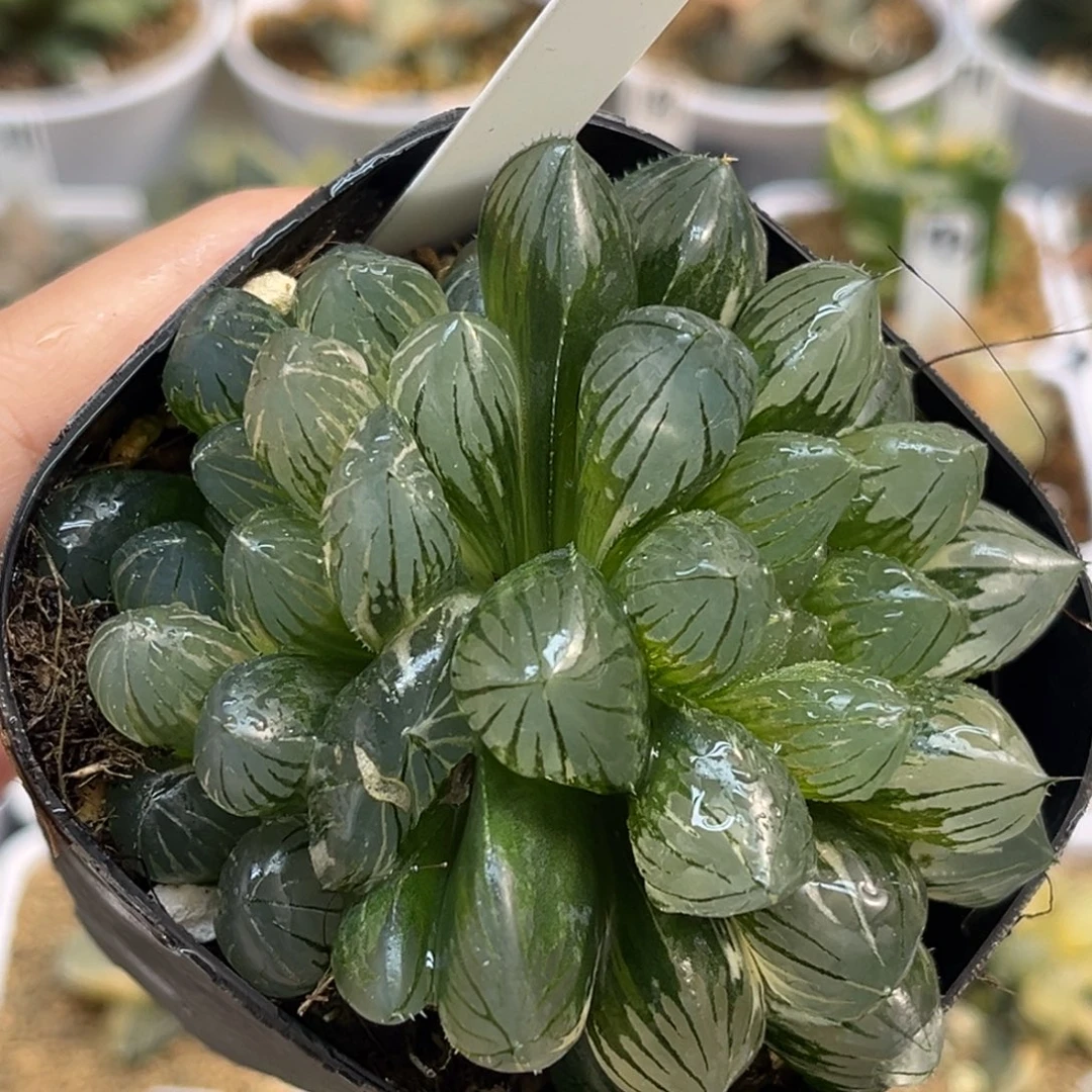 48双头龙爪玉露锦福利专场