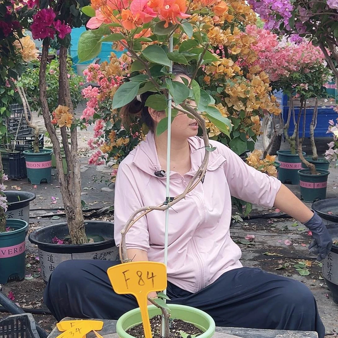 青****大部分花苞少量开放F84啊达娜