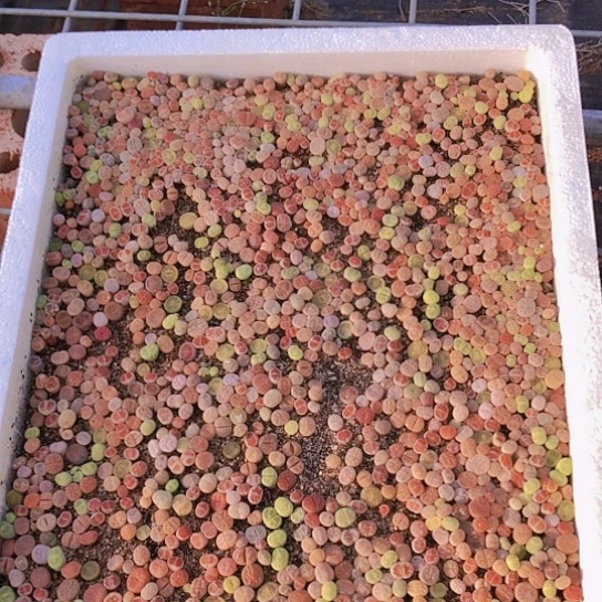 无花朵优选大筐小苗