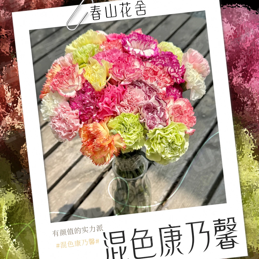 【混色康乃馨】 鲜切花水养花期长鲜切花礼物家养