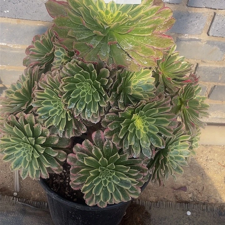 小****y多肉法师438号糖果粉黛不包损