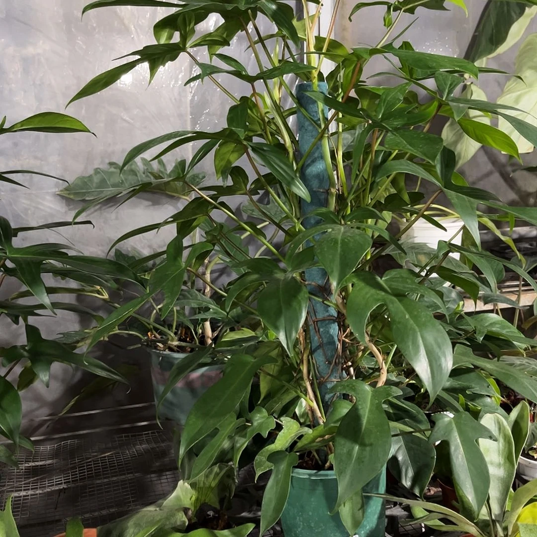 无花朵317 佛罗里达飞机蔓绿绒