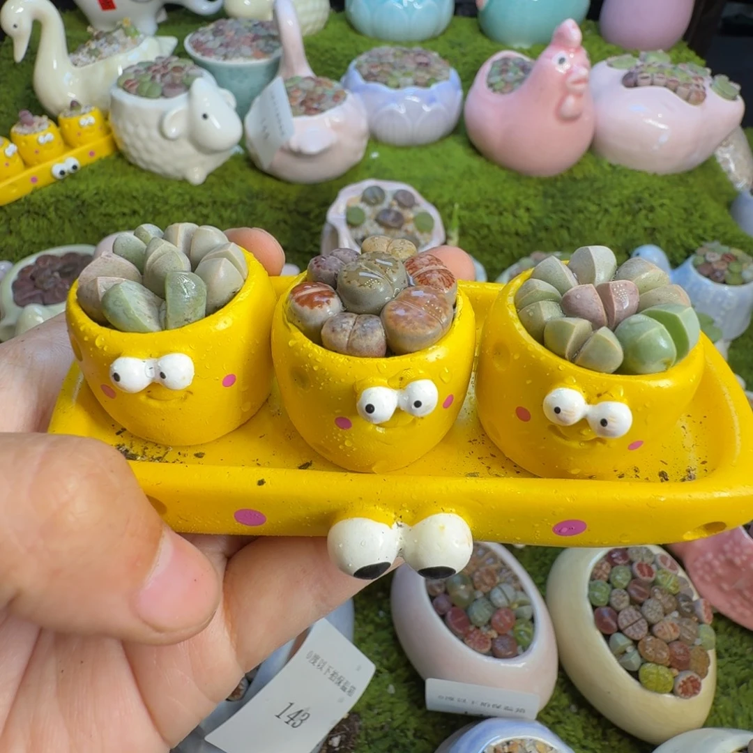 多肉开播福利冲149