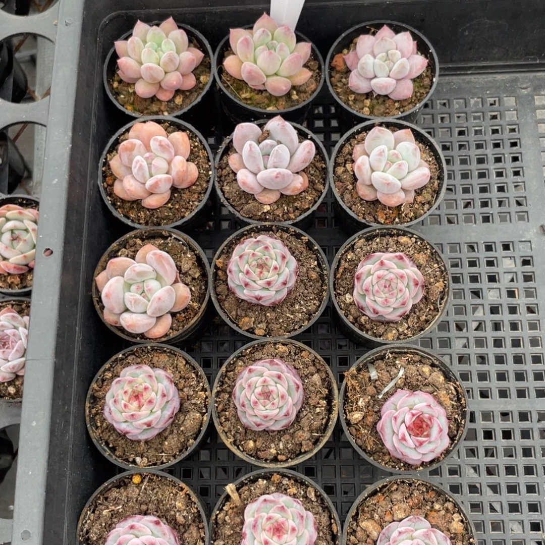 不包整散 盆子不售后2143