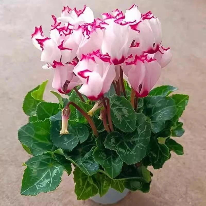 仙客来盆栽带花大花卉绿植易活耐寒耐冻阳台植物室内四季观花植物